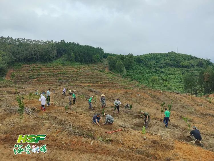 關注“揭榜掛帥”攻關行動丨?烏石農場公司推進綠橙種植基地項目建設