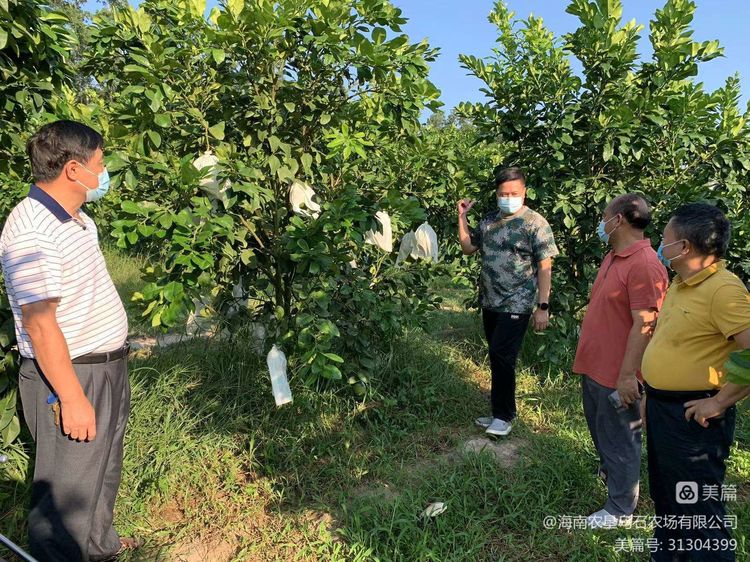 學經驗，促提升——烏石農場公司主要領導到泰國紅寶石青柚種植基地參觀學習