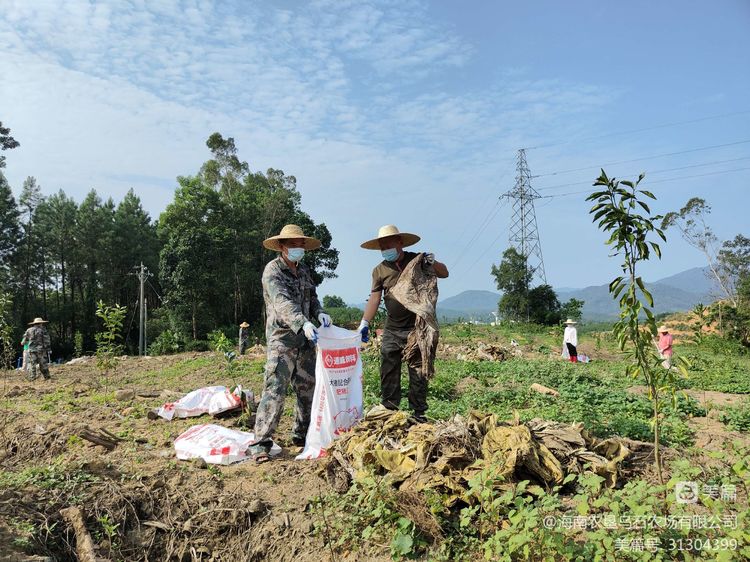 烏石農場公司黨員志愿撿垃圾 美化環境我先行