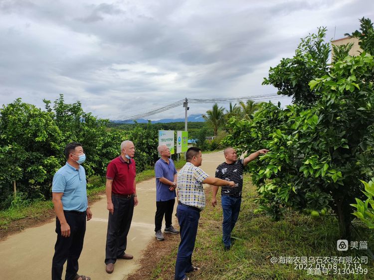 烏石農場公司參觀考察綠橙基地促交流 學習借鑒管理技術打基礎